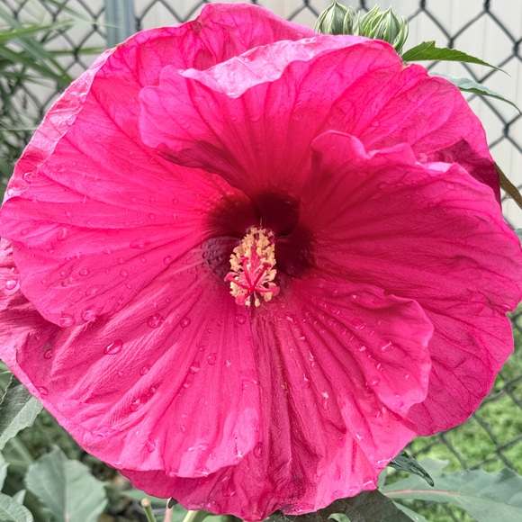 melissa_dee2175